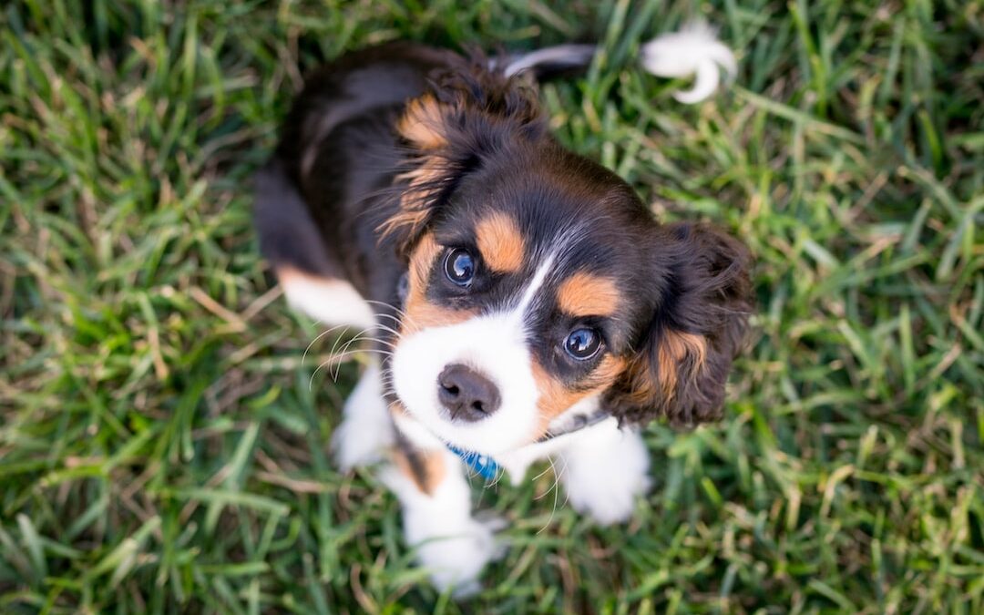 Vacunas recomendadas para proteger la salud de tu perro